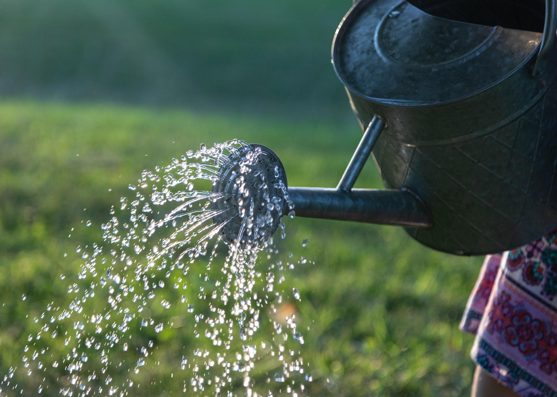 Can You Use Softened Water On Plants? UK